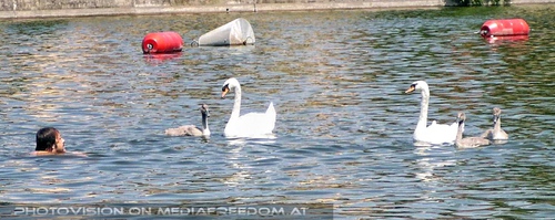 Mit der Schwanfamilie