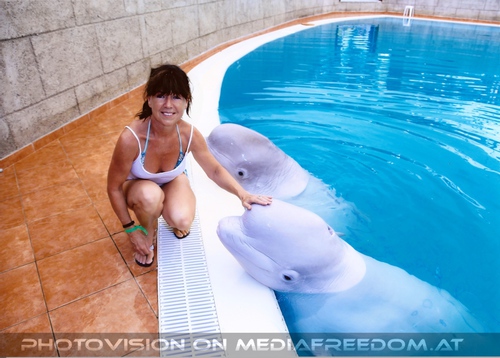 Beluga Whale Show 20