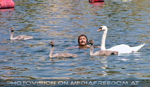 Mitten in der Schwanfamilie