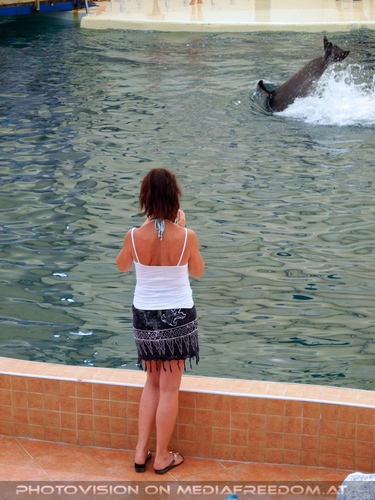 Dolphin Show 13