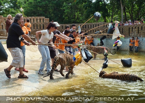 The B-Day of the Tigerman Pix 074