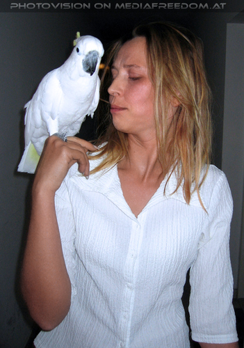 Katzadus 6: Elvis der Kakadu,Doris R.