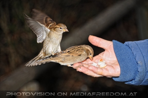 V�gel f�ttern 07