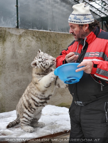 Akim, C�sar und Baghira im Schnee - Pix 15: Herbert Eder