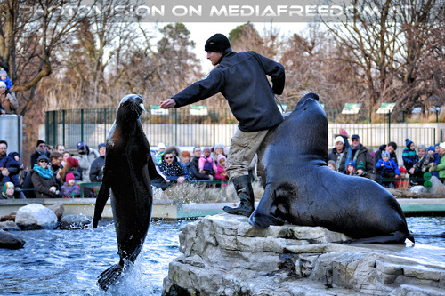 M�hnenrobben F�tterung 03