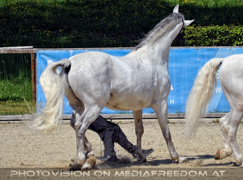 Die Lipizzaner Heimat 016