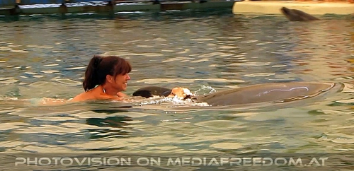 Swim with Dolphins 13