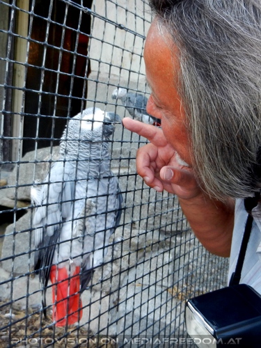 Spiel mit Graupapagei