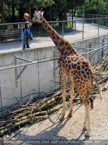 Kleine und gro�e Giraffe