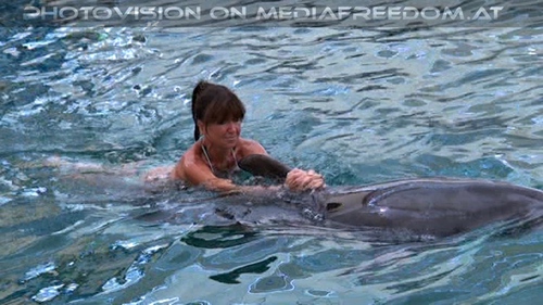 Swim with Dolphins 33