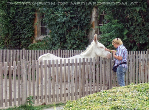 Mit dem wei�en Esel: Gabriele P.