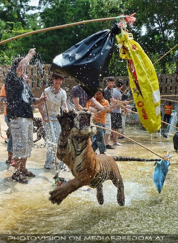 The B-Day of the Tigerman Pix 076