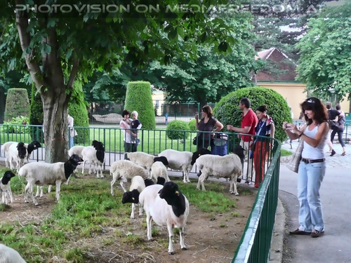 Schafe bei den Giraffen