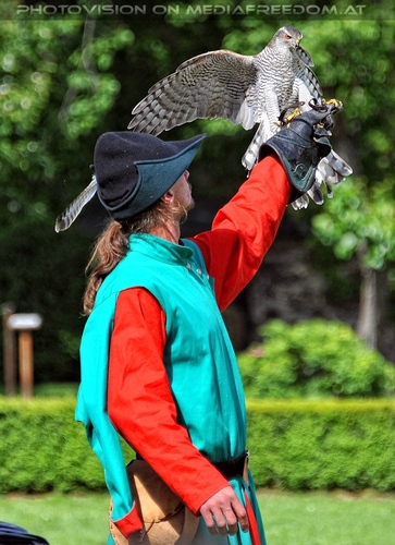 Greifvogel Vorf�hrung 22