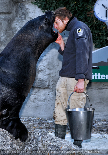 M�hnenrobben F�tterung 03