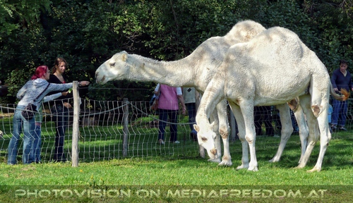 Am Hof 14 - Wei�e Kamele