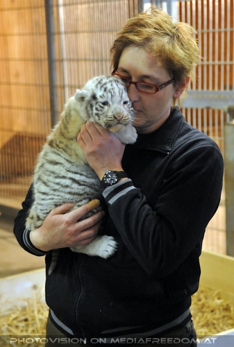 Die wei�en Tiger Vierlinge 28