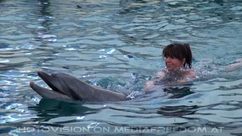 Swim with Dolphins 36