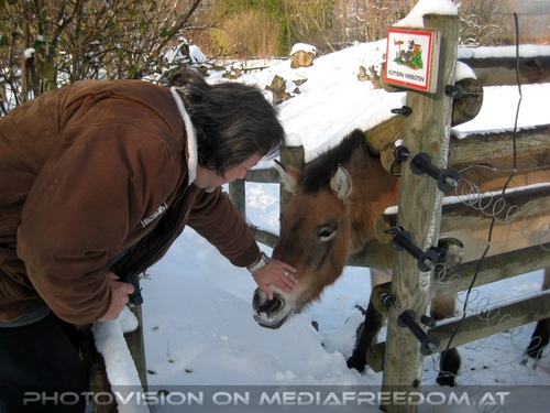 Przewalski Pferd streicheln