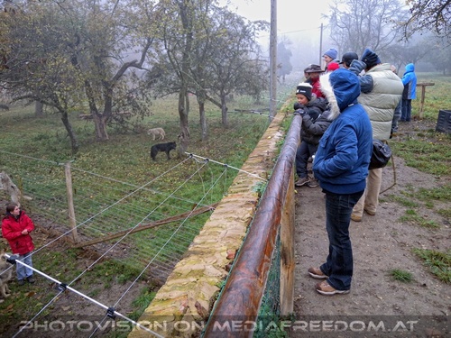 Wolf Science Center 14