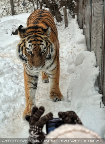 Sibirischer Tiger 03