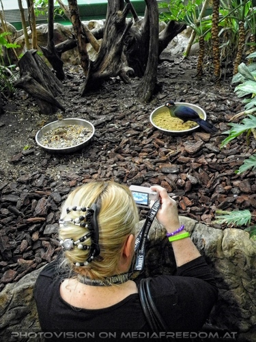 Vogel im Tropenhaus 1