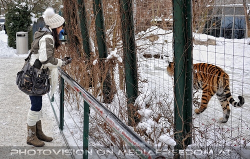 Sibirischer Tiger 06