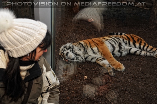 Sibirischer Tiger 15