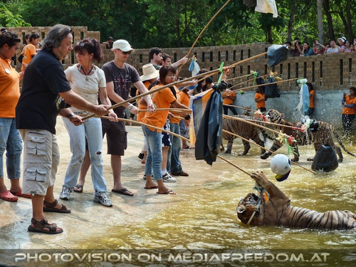 The B-Day of the Tigerman Pix 077