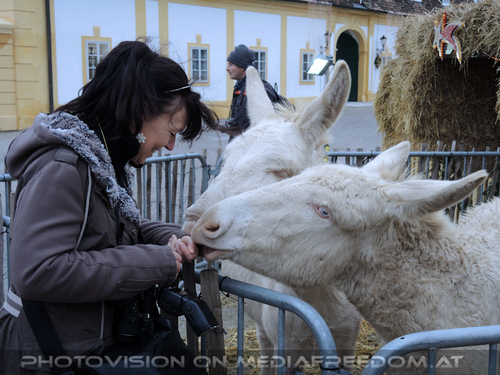 Menagerie 04: Eva D.