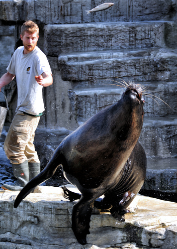 M�hnenrobben F�tterung 04