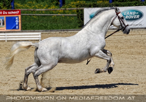 Die Lipizzaner Heimat 020