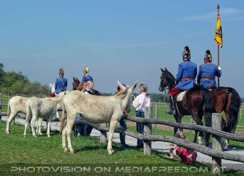 Die Pferdeshow 03 - Dragoner