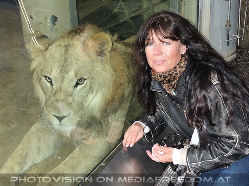 Afrikanische L�wen 10