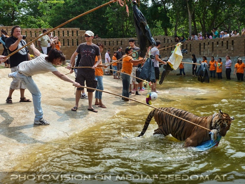 The B-Day of the Tigerman Pix 080