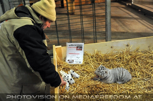 Die wei�en Tiger Vierlinge 46