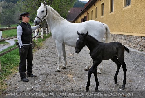 Club der Freunde des Lipizzanergest�ts 103