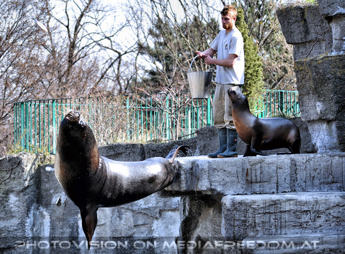 M�hnenrobben F�tterung 02