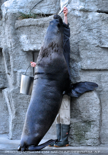 M�hnenrobben F�tterung 04