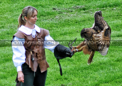 Historische Falknerei 13