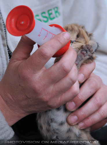 Serval Baby F�tterung 10: Romana Goldhahn