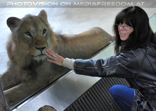 Afrikanische L�wen 03