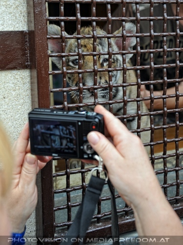 Tigerbaby Quarant�ne 04