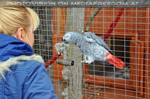 Bei den Graupapageien