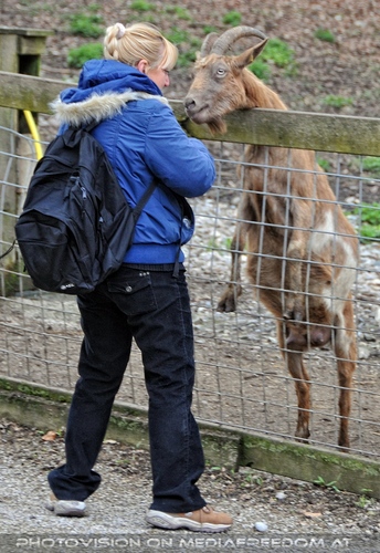 Ziegen F�tterung 1