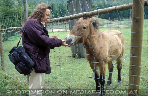 Mit Przewalski Pferd
