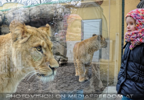 Afrikanische L�wen 3