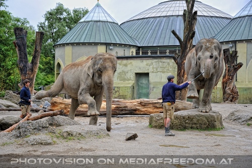 Asiatische Elefanten 08