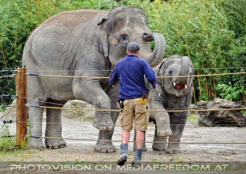 Asiatische Elefanten 12