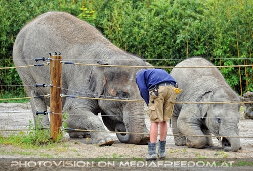 Asiatische Elefanten 13